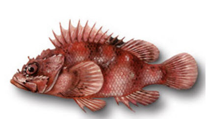 Scorpaenodes arenai_03.jpg